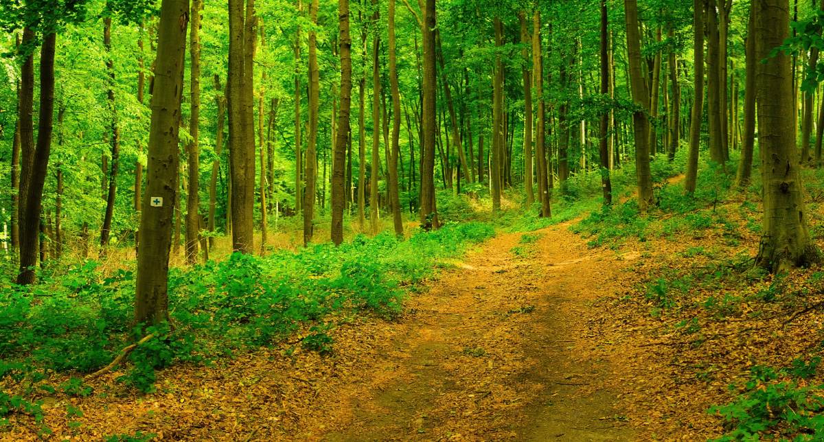 Organization Company